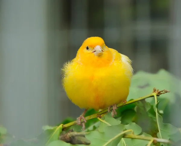 Uccello canarino giallo — Foto Stock