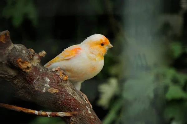 Kanarek ptak — Zdjęcie stockowe
