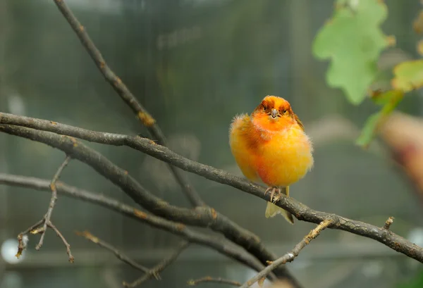 Giallo - arancio canarino — Foto Stock