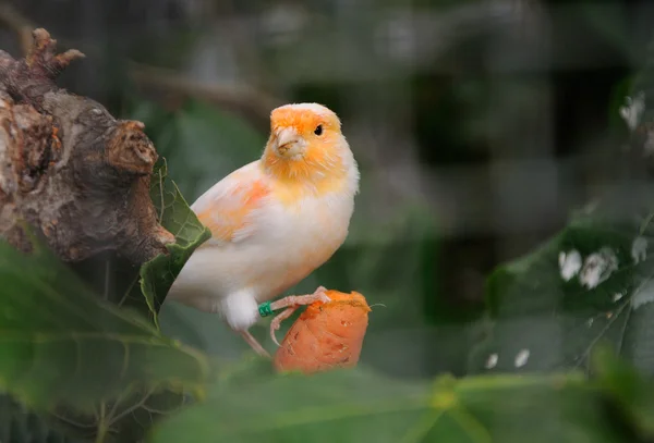 Kanári madár — Stock Fotó