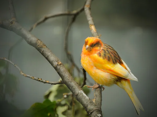 Gelb - orangefarbener Kanarienvogel — Stockfoto