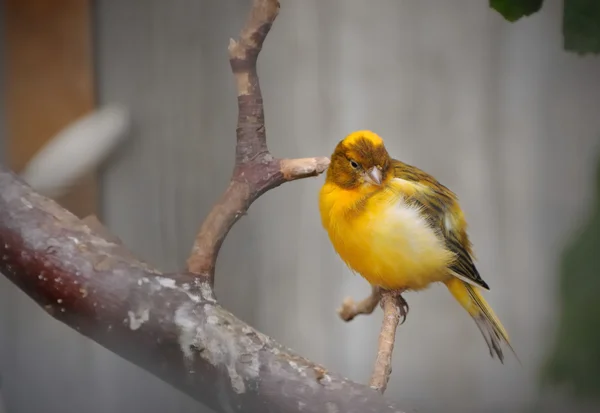 Jaune - brun canari — Photo