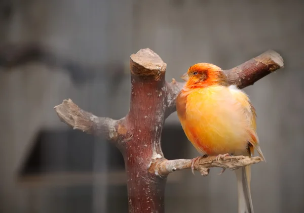 Pássaro canário — Fotografia de Stock