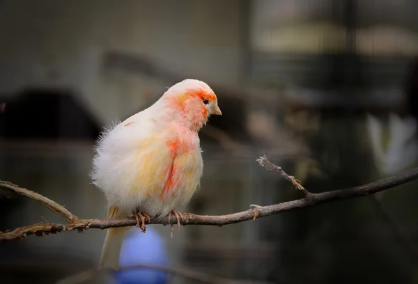 Canary bird — Stock Photo, Image