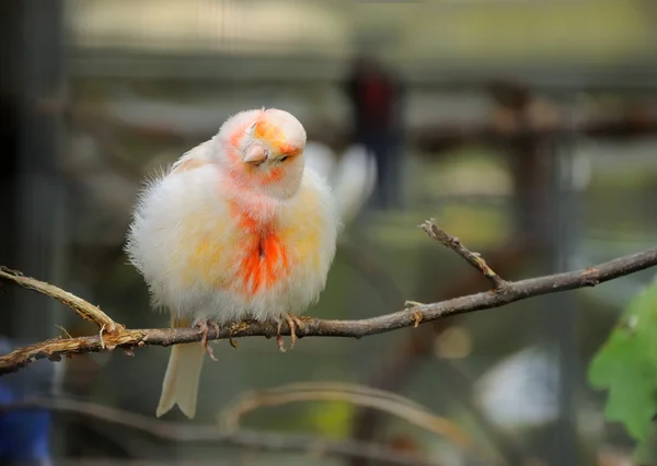 Aves canarias — Foto de Stock