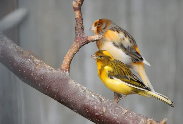 Two canaries — Stock Photo, Image