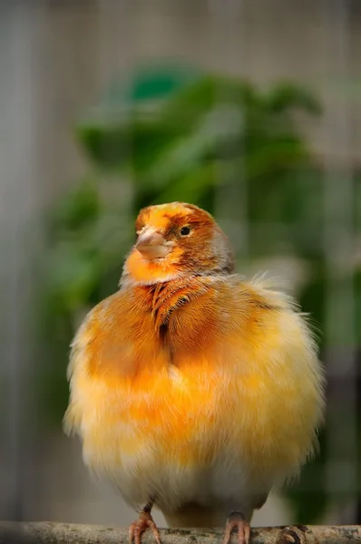 Kanarienvogel — Stockfoto