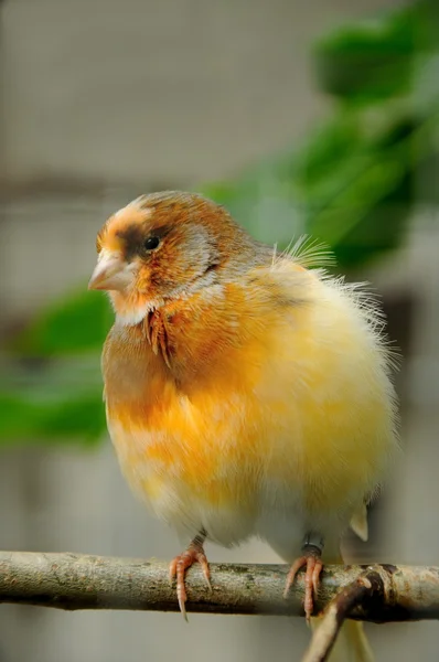 Kanári madár — Stock Fotó