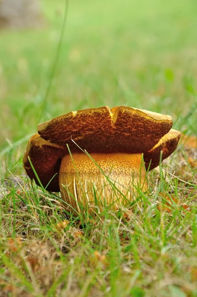 Grande cogumelo castanho — Fotografia de Stock