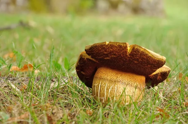 Большой коричневый гриб — стоковое фото