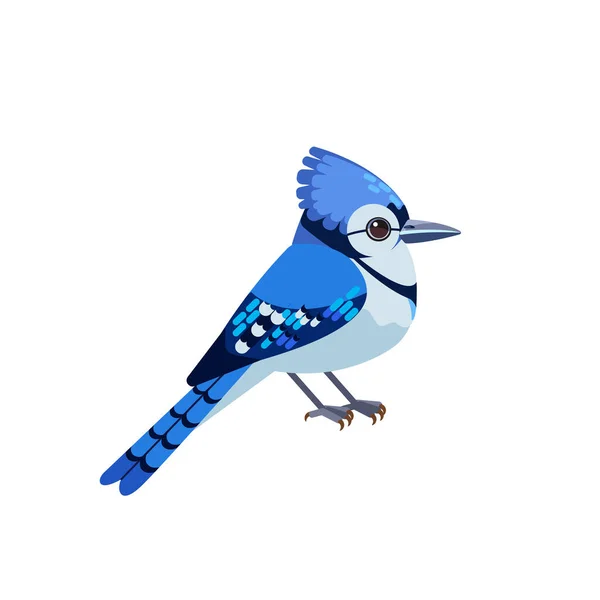 Blue Jay egy járókelő madár a Corvidae családban. Kék madár Rajzfilm lapos stílusú karakter ornitológia, vektor illusztráció elszigetelt fehér — Stock Vector