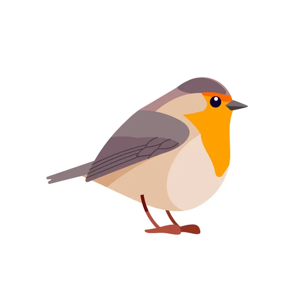 Robin is a small insectivorous passerine bird that belongs to the chat subfamily flycatcher family. Bird Cartoon flat style of ornithology, v vector illustration isolated. — 스톡 벡터