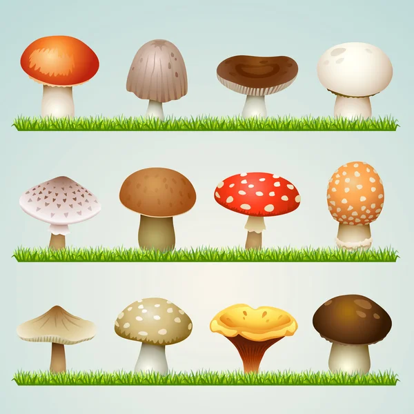 Champignons sur herbe — Image vectorielle