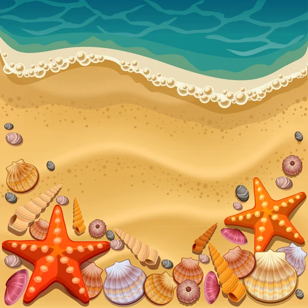 Shells on the beach — Stock Vector