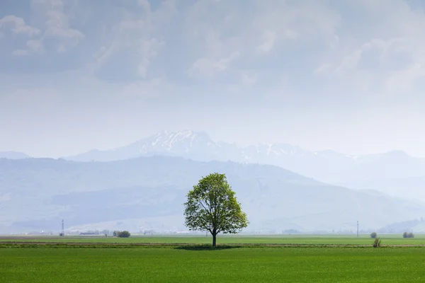 Un solo árbol en un campo con montañas — Foto de Stock