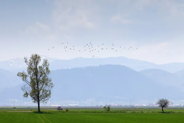 Un solo árbol en un campo con aves y montañas — Foto de Stock