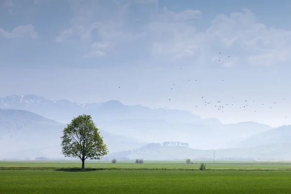 Singolo albero su un campo con uccelli e montagne — Foto Stock