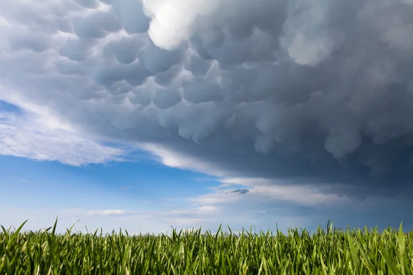 Mammatus clouds above a green grass — Stock Photo, Image