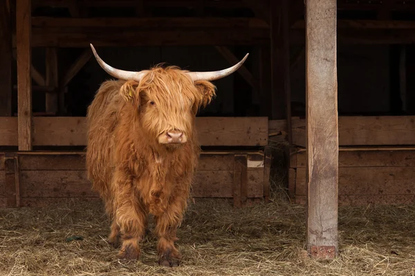 Vaca suiza con una cabeza fuerte —  Fotos de Stock
