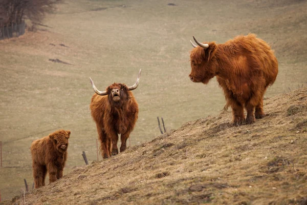 Bulle, Kuh und Kalb über die Natur — Stockfoto