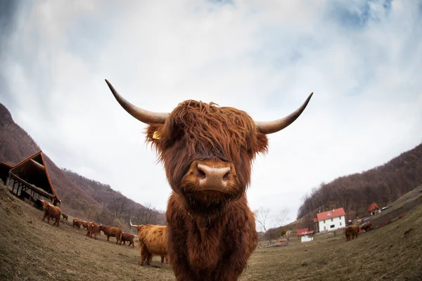 El curioso hocico de una vaca suiza —  Fotos de Stock