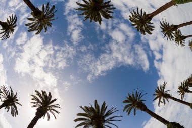 Palm trees view from bottom