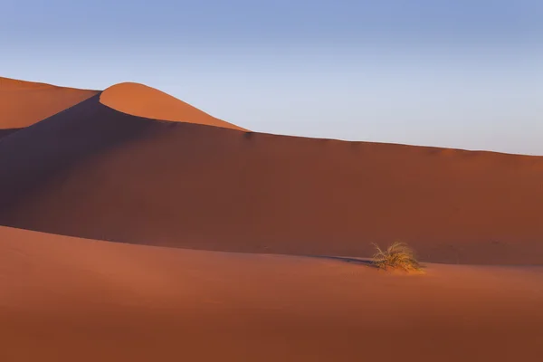 Fondo de dunas del desierto marroquí. Cielo azul —  Fotos de Stock