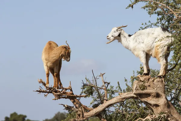 Alimentation des chèvres en arganier. Marocain — Photo