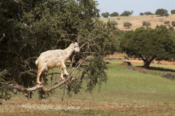 Alimentation des chèvres en arganier. Marocain — Photo