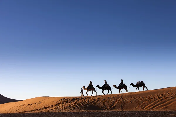 Пустыня, верблюд, радость и счастье Стоковое Фото