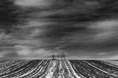 tepe üzerinde siyah beyaz ağaçlar