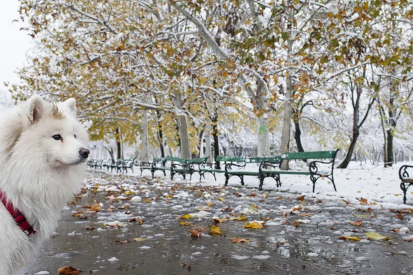 Bílý pes, samoyede v parku — Stock fotografie