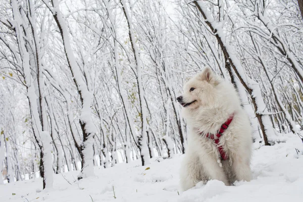 Vit hund i skogen — Stockfoto