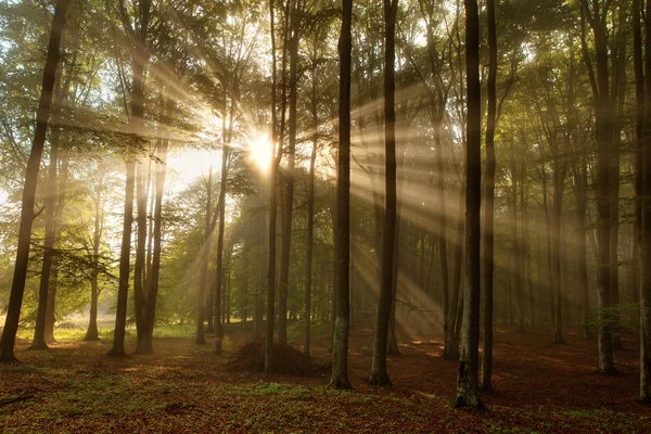 Krásné ráno scéna v lese s paprsky slunce a mlha — Stock fotografie