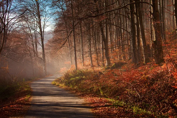 Alley in the forest with fog in fall — Stock Photo, Image