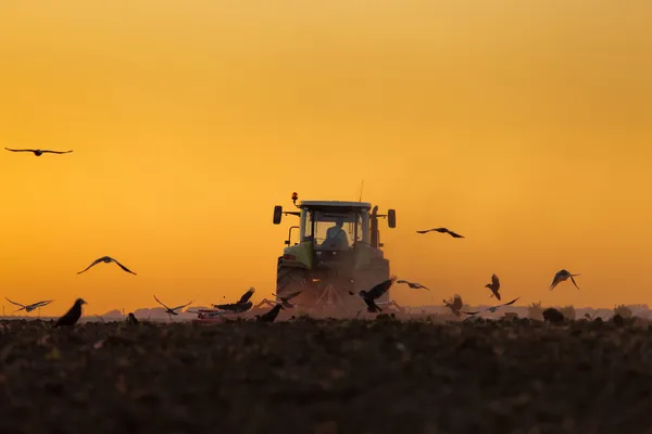 トラクターで耕カラスと日没の夕暮れ — ストック写真