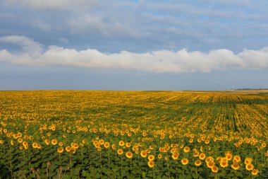 Ayçiçeği tarlası. doğanın kompozisyon.