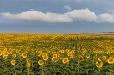 beyaz bulutlar ile ayçiçeği ile arazi