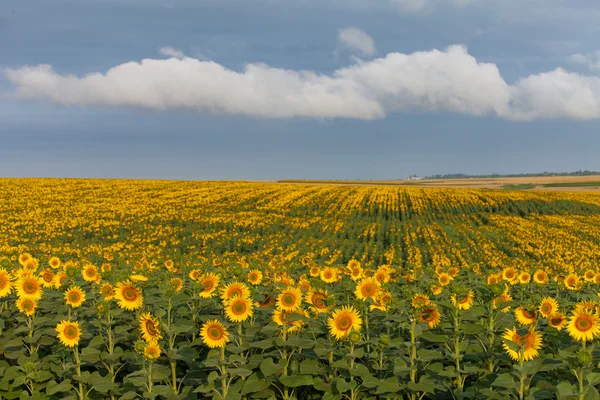 Terre aux tournesols aux nuages blancs — Photo