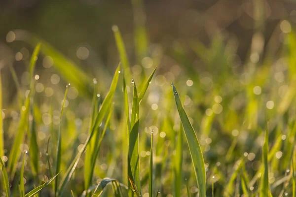 Herbe fraîche avec gouttes de rosée gros plan — Photo