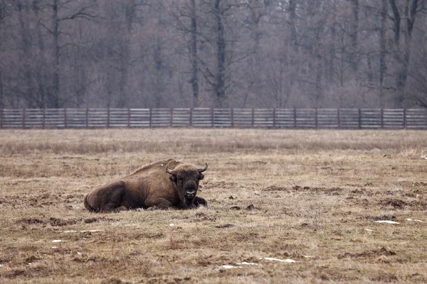 Aurochs — Stock Photo, Image