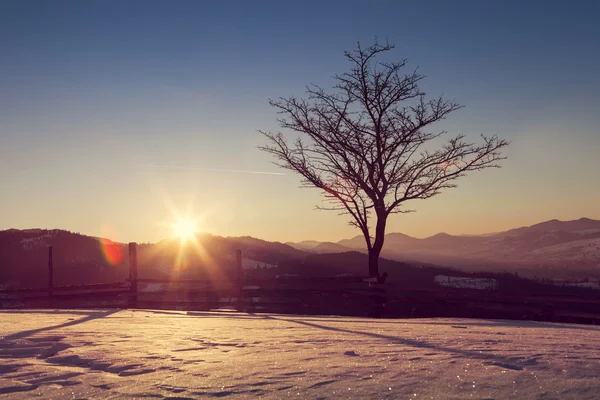 Árvore solitária na queda de neve no início da manhã — Fotografia de Stock