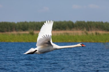 su üzerinde kuğu fly