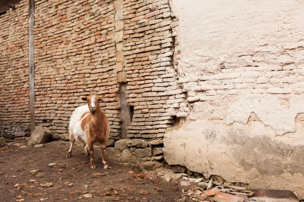 Curious goat looking at the camera — Stock Photo, Image