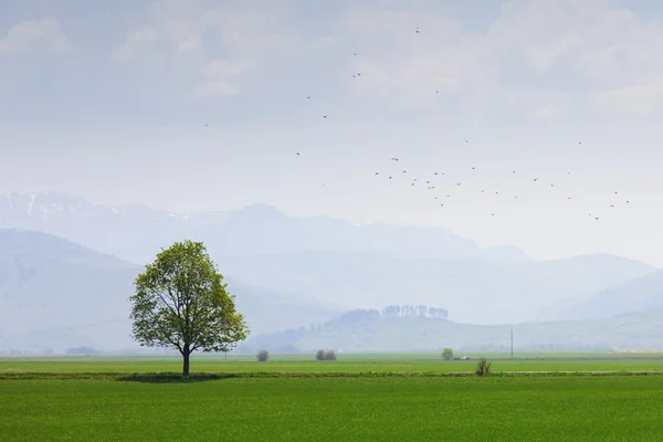 Einzelner Baum auf einem Feld mit Vögeln und Bergen — Stockfoto