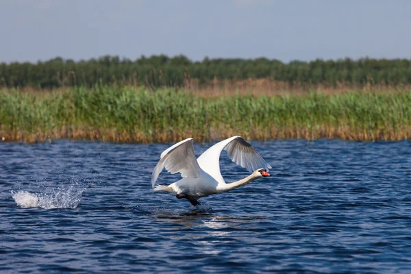Swan fly over water — Stock Photo, Image