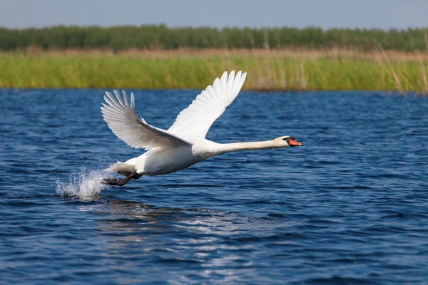 Cisne volar sobre el agua — Foto de Stock