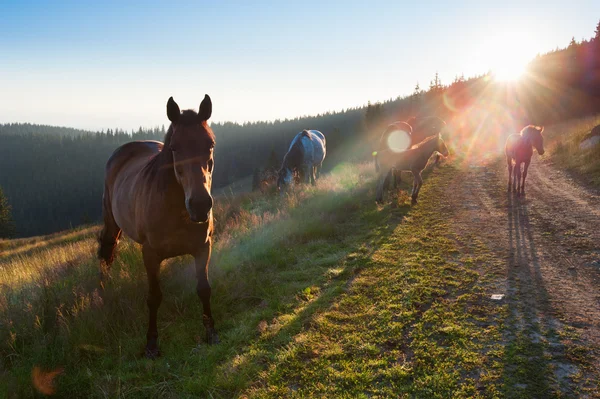 群与小马队在山上吃草的马 — 图库照片