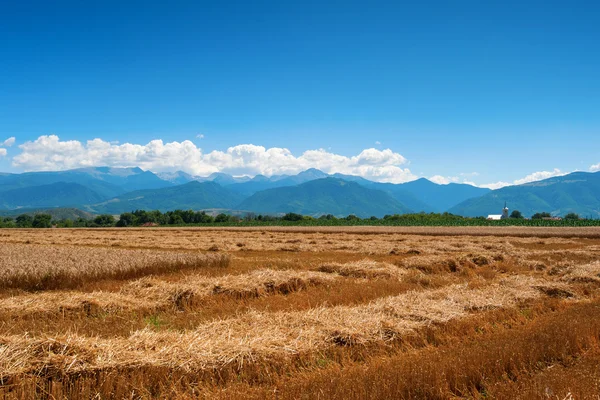 Frield del trigo a la cosecha — Foto de Stock