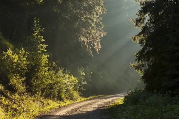 Strada di campagna che attraversa la foresta decidua primaverile all'alba — Foto Stock